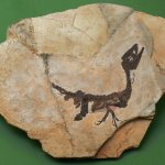 Scipionyx samniticus, il primo dinosauro scoperto in Italia - Foto C. Dal Sasso/MSNM